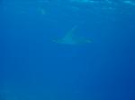 DSC04247.JPG