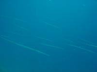 DSC01307.JPG
