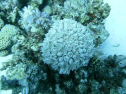 PICT9087.JPG