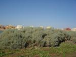 DSC04976.JPG